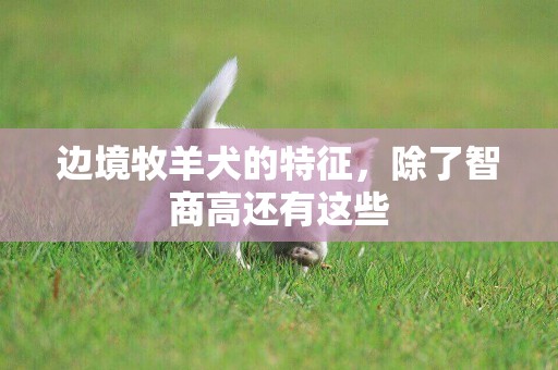 邊境牧羊犬的特征，除了智商高還有這些