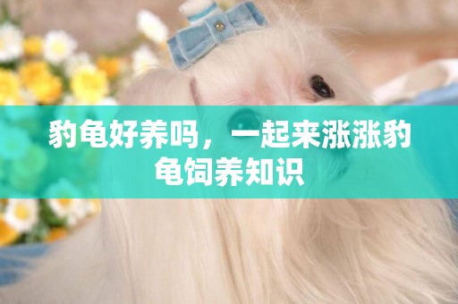 豹龜好養嗎，一起來漲漲豹龜飼養知識