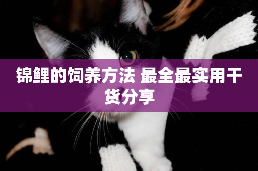錦鯉的飼養方法 最全最實用干貨分享
