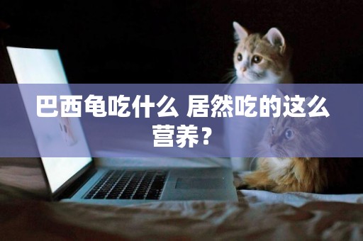 巴西龜吃什么 居然吃的這么營養？