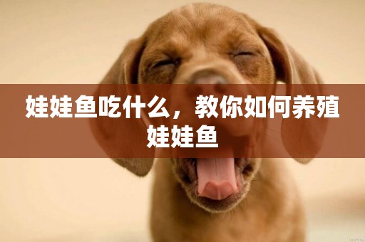 娃娃魚吃什么，教你如何養殖娃娃魚