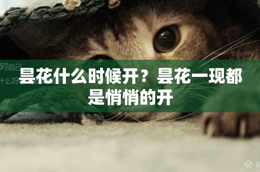 曇花什么時候開？曇花一現都是悄悄的開