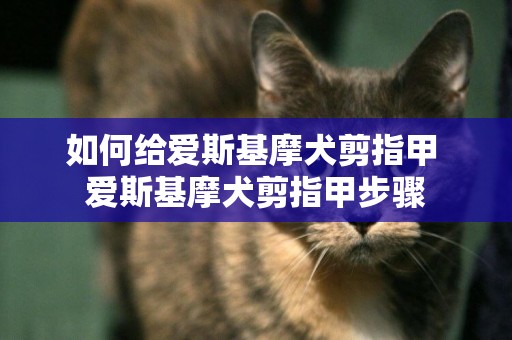 如何給愛斯基摩犬剪指甲 愛斯基摩犬剪指甲步驟