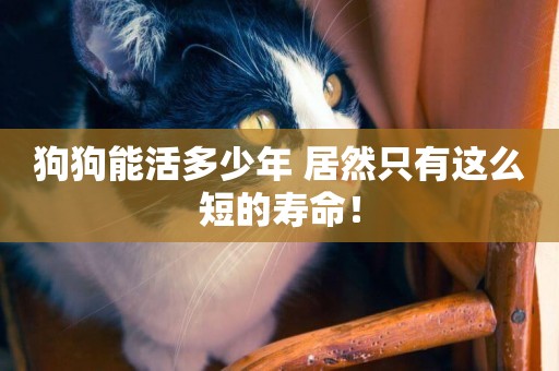 狗狗能活多少年 居然只有這么短的壽命！