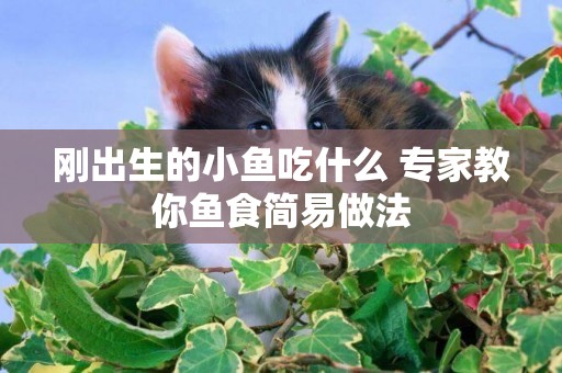 剛出生的小魚吃什么 專家教你魚食簡易做法