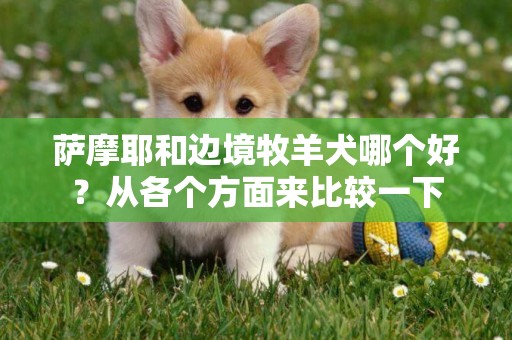 薩摩耶和邊境牧羊犬哪個好？從各個方面來比較一下