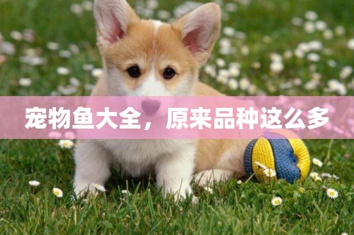 寵物魚大全，原來品種這么多