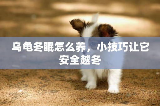 烏龜冬眠怎么養，小技巧讓它安全越冬