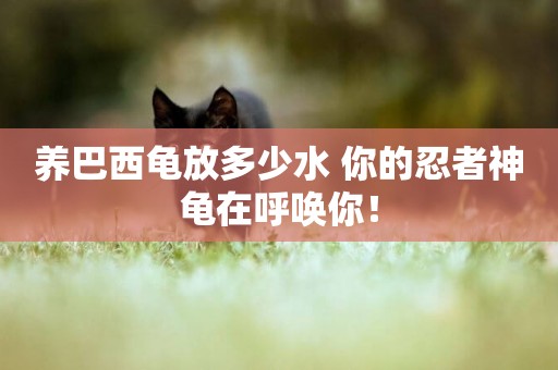 養巴西龜放多少水 你的忍者神龜在呼喚你！