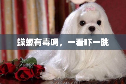 蠑螈有毒嗎，一看嚇一跳