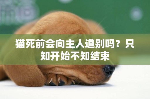 貓死前會向主人道別嗎？只知開始不知結束