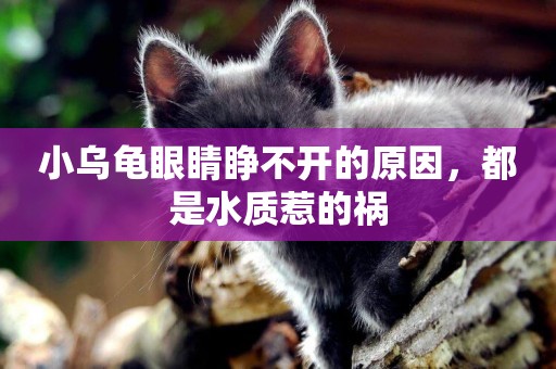 小烏龜眼睛睜不開的原因，都是水質惹的禍