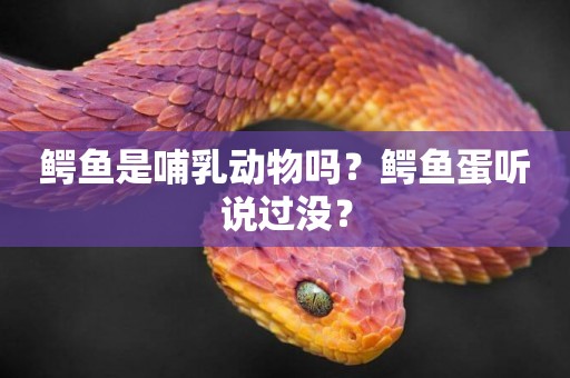 鱷魚是哺乳動物嗎？鱷魚蛋聽說過沒？