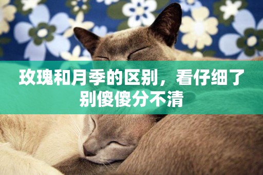 玫瑰和月季的區別，看仔細了別傻傻分不清