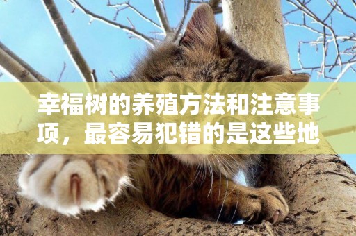 幸福樹的養殖方法和注意事項，最容易犯錯的是這些地方