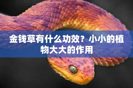金錢草有什么功效？小小的植物大大的作用