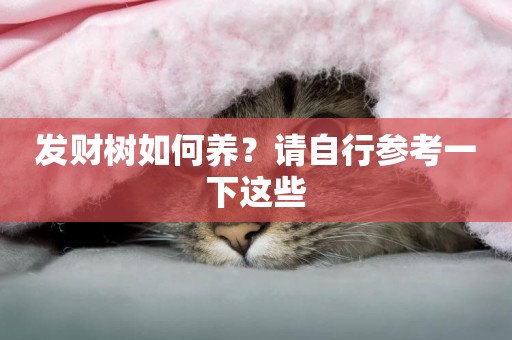 發財樹如何養？請自行參考一下這些