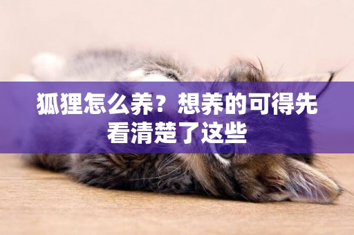 狐貍怎么養？想養的可得先看清楚了這些