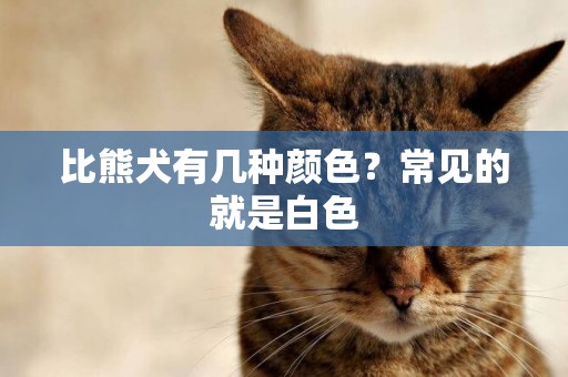比熊犬有幾種顏色？常見的就是白色