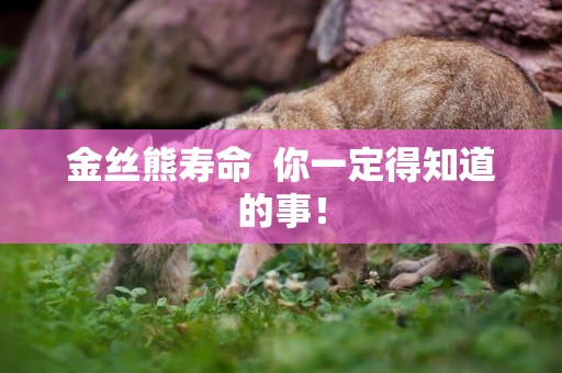 金絲熊壽命  你一定得知道的事！