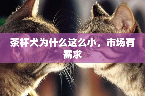 茶杯犬為什么這么小，市場有需求