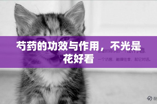 芍藥的功效與作用，不光是花好看