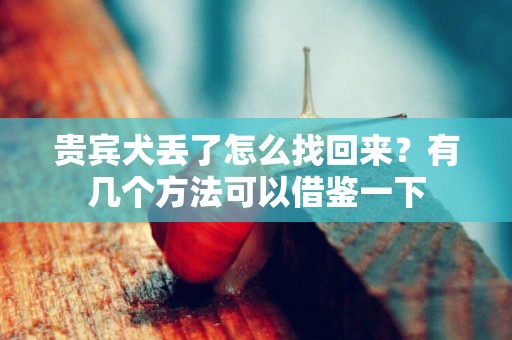 貴賓犬丟了怎么找回來？有幾個方法可以借鑒一下