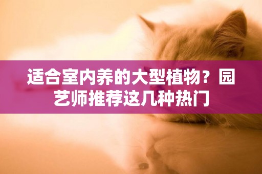 適合室內養的大型植物？園藝師推薦這幾種熱門