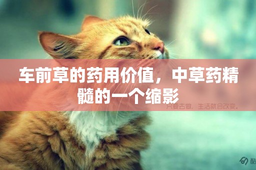 車前草的藥用價值，中草藥精髓的一個縮影