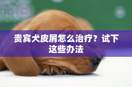 貴賓犬皮屑怎么治療？試下這些辦法