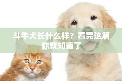 斗牛犬長什么樣？看完這篇你就知道了