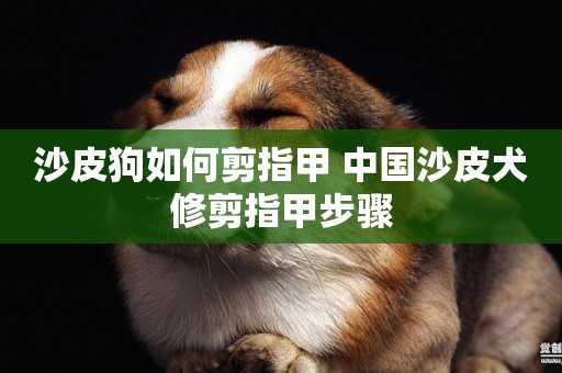 沙皮狗如何剪指甲 中國沙皮犬修剪指甲步驟