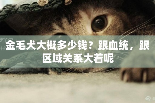 金毛犬大概多少錢？跟血統，跟區域關系大著呢