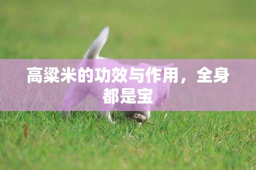 高粱米的功效與作用，全身都是寶