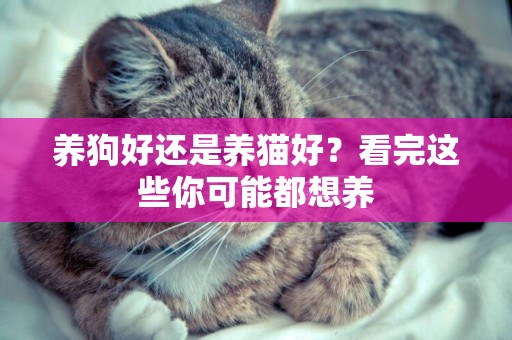 養狗好還是養貓好？看完這些你可能都想養