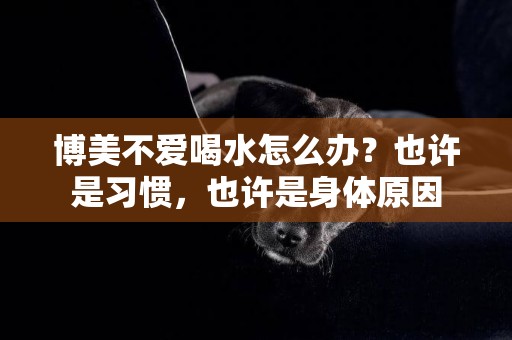 博美不愛喝水怎么辦？也許是習慣，也許是身體原因