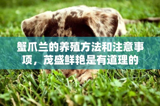蟹爪蘭的養殖方法和注意事項，茂盛鮮艷是有道理的