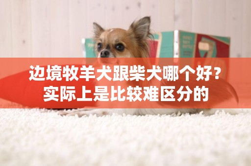 邊境牧羊犬跟柴犬哪個好？實際上是比較難區分的
