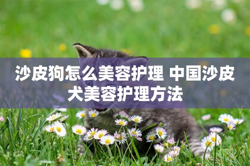 沙皮狗怎么美容護理 中國沙皮犬美容護理方法
