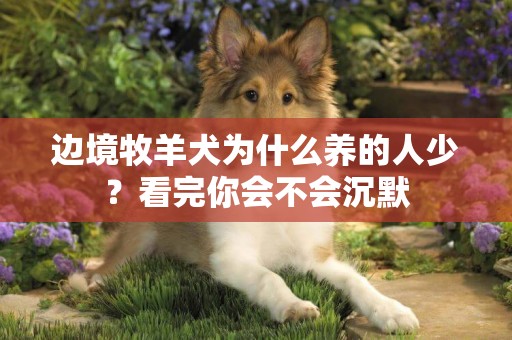 邊境牧羊犬為什么養的人少？看完你會不會沉默
