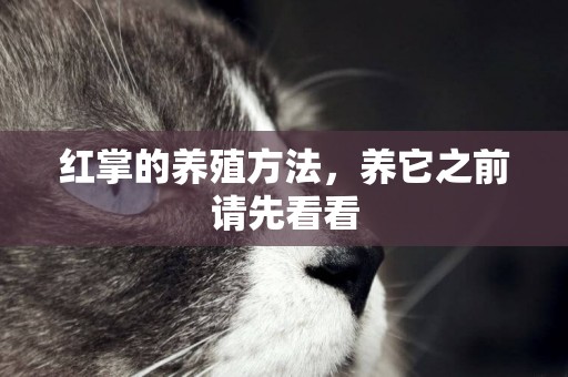 紅掌的養殖方法，養它之前請先看看