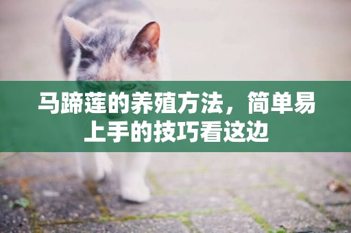 馬蹄蓮的養殖方法，簡單易上手的技巧看這邊