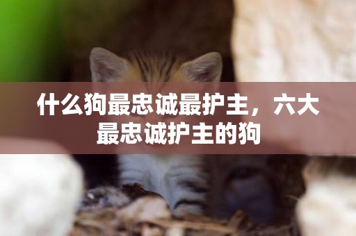 什么狗最忠誠最護主，六大最忠誠護主的狗