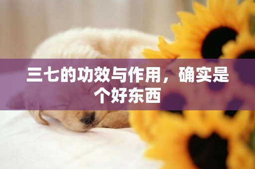 三七的功效與作用，確實是個好東西