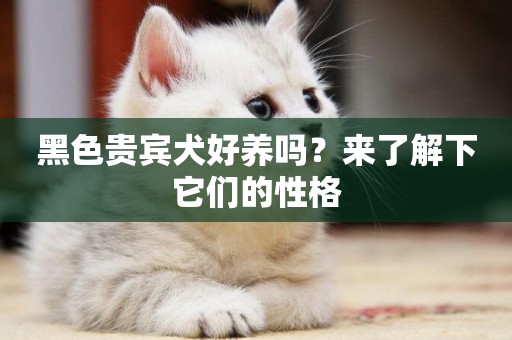 黑色貴賓犬好養嗎？來了解下它們的性格