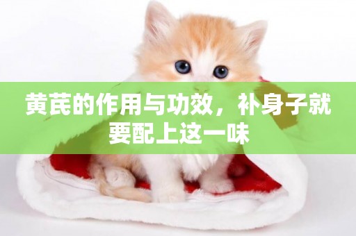 黃芪的作用與功效，補身子就要配上這一味