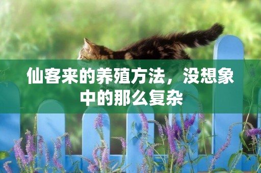 仙客來的養殖方法，沒想象中的那么復雜