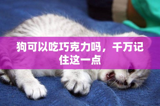 狗可以吃巧克力嗎，千萬記住這一點
