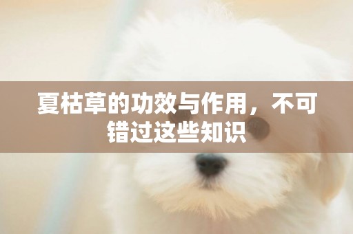 夏枯草的功效與作用，不可錯過這些知識