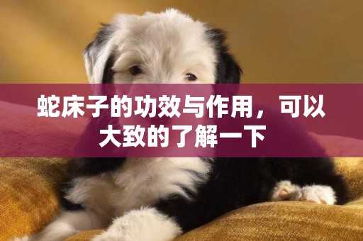 蛇床子的功效與作用，可以大致的了解一下